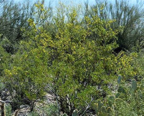 Growing Larrea Tridentata Creosote Bush Poisonous Plants Dry