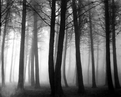 Don Worth Trees In Fog For Sale At 1stdibs Don Worth Photography