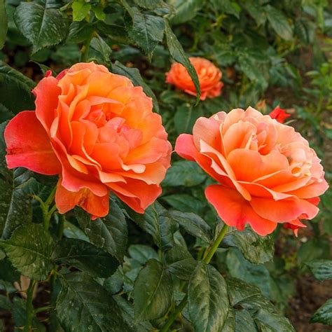 Spring Hill Nurseries Orange Flowering Livin Easy Dormant Floribunda1