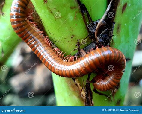 Millipedes Are An Order Of Invertebrates Belonging To The Phylum