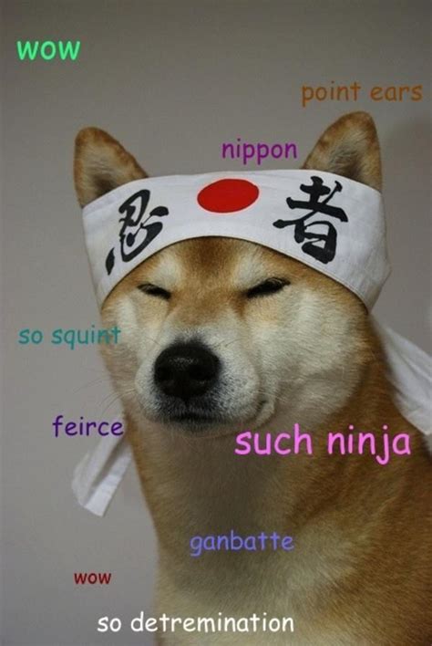 Doge, internet, wallpaper, wallpapers, animals. Ninja Doge : dogecoin