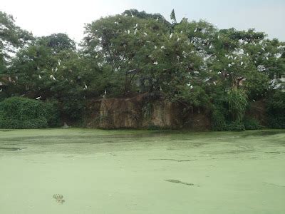 Последние твиты от taman buaya bc (@tamanbuayabc). Taman Buaya Terbesar Asam Kumbang Medan - Liputan Medan