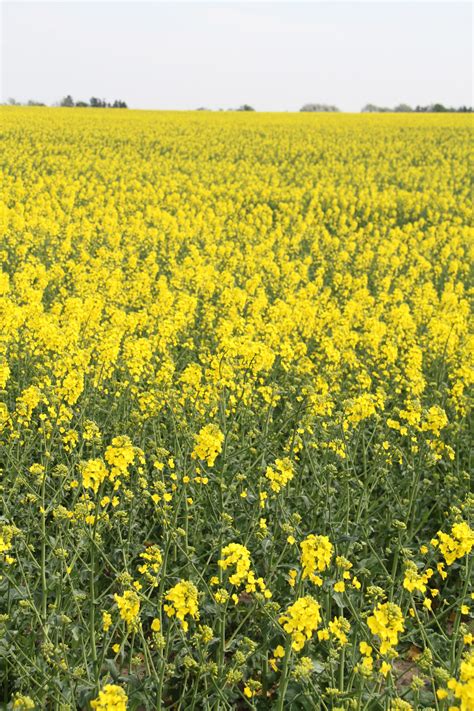 Wallpaper Landscape Food Field Yellow Rapeseed Flower Grassland