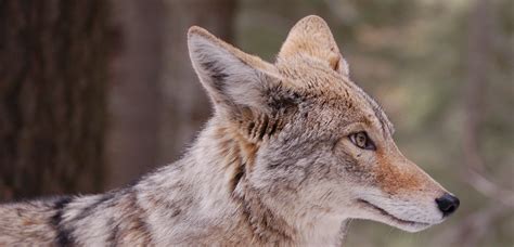 Coyote Encyclopedia Of Life