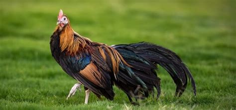Four Exotic Japanese Chickens That Will Turn Heads