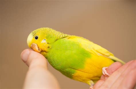 Yellow And Green Female Budgerigar Parakeet Stock Image Image Of