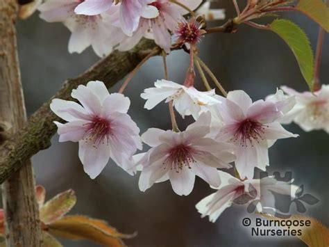 Prunus X Subhirtella Autumnalis From Burncoose Nurseries Flowering
