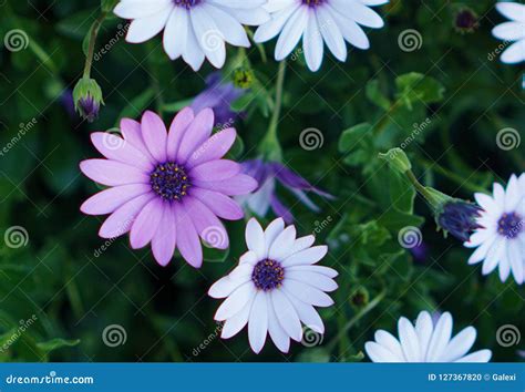 Purple And White Daisy Flowers Stock Photo Image Of Beauty Outdoors