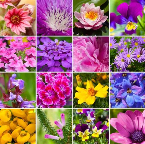 Collage De Diferentes Tipos De Flores — Foto De Stock © Motorolka 24497163