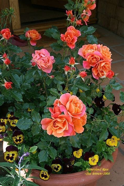 Plantfiles Pictures Floribunda Rose Disneyland Rose Rosa By Kell