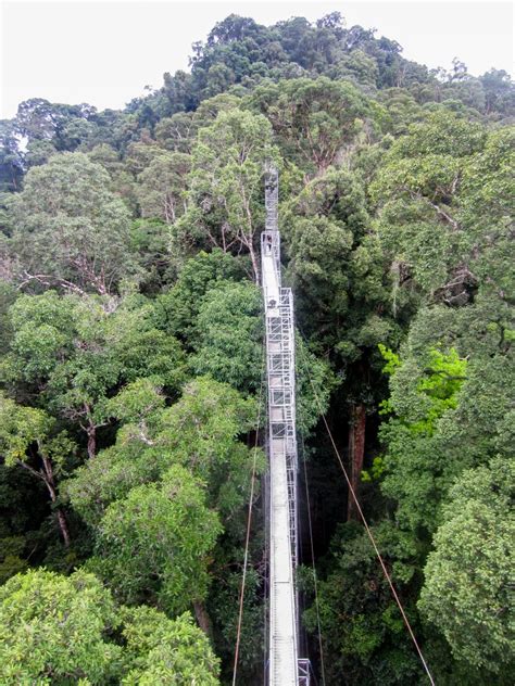 Cabaran ketakutan pada ketinggian di canopy walkway, taman negara kuala tahan, jerantut, pahang. Canopy Walkway - ZooChat