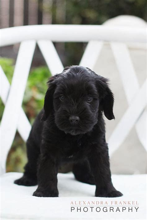 Today most reputable australian labradoodle breeders are only breeding australian labradoodles to other australian labradoodles to keep their bloodline most labradoodle puppies coat color will change from puppy to adult. Cutest black labradoodle puppy | Labradoodles | Pinterest