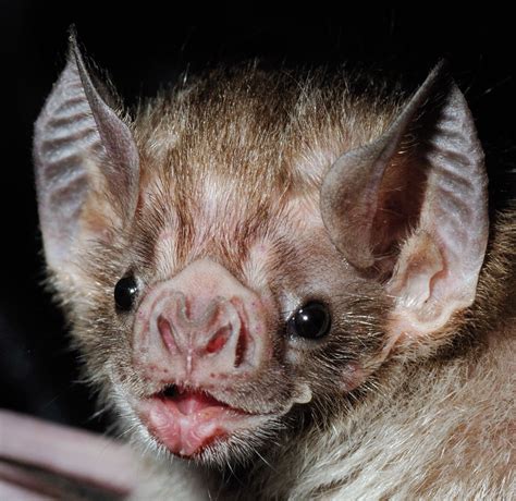 They Have The Gene But Blood Is Not Sweet Nectar To The Vampire Bat