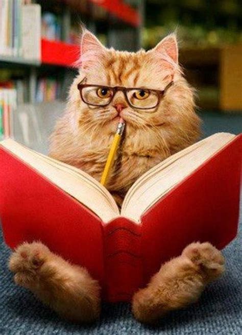 18 Best Cats Wearing Specs Images On Pinterest
