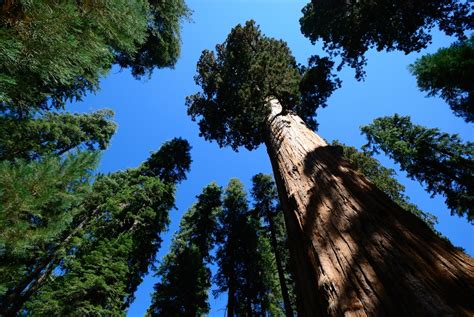 What Is The Worlds Tallest Tree Tallest Tree In World Live Science