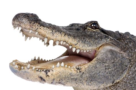 Alligator | American alligator, Crocodile animal, Alligator