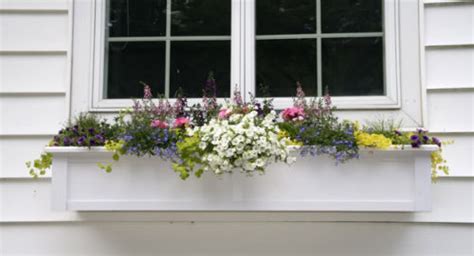 A Summers Worth Of Window Box The Impatient Gardener
