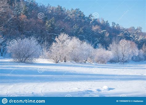 Amazing Winter Scenery With Bare Trees Covered By Frost On Snowy Meadow