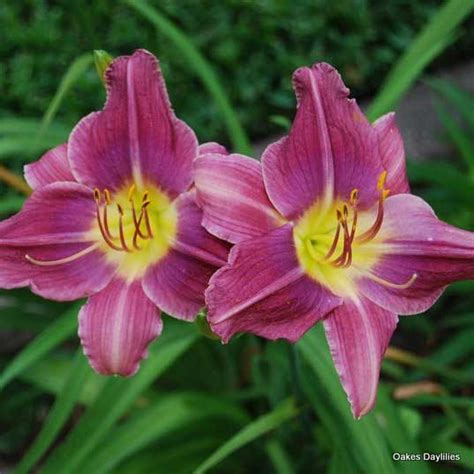 Plants Seeds And Bulbs Prairie Blue Eyes 2 Fans Daylilies Flowers