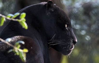Panther Wild Majestic Cats Predator Looking Jaguar