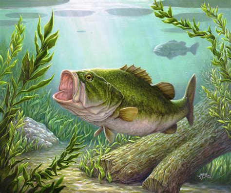 Bass Fish Painting By Amanda Diehl Pixels