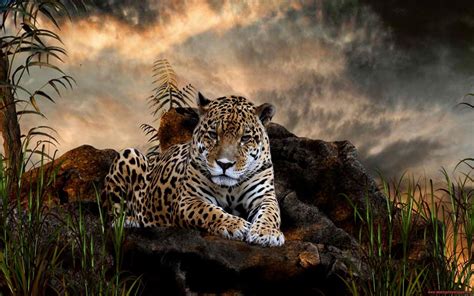 Wild Animals Wallpapers 57 Images