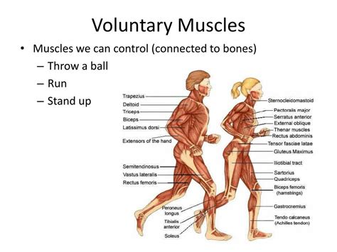 The muscles of mastication are a group of muscles associated with movements of the jaw. PPT - Muscular System PowerPoint Presentation - ID:2143012