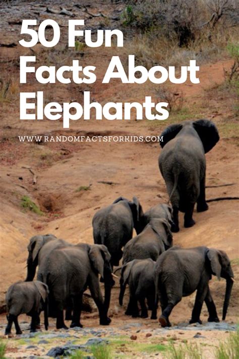 50 Fun Facts About Elephants Random Facts For Kids
