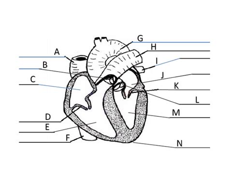 Heart Labeling Review Quiz
