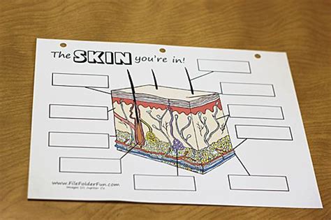 See more ideas about skin structure, skin, integumentary system. Human Body: The Skin | Integumentary system, Human body, Skin anatomy