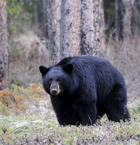 American Black Bear Bear Conservation