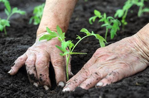 O Que Plantar Em 1 Hectare De Terra