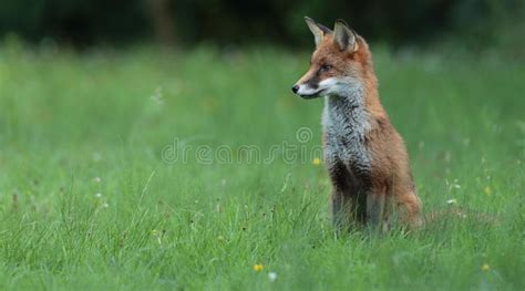 Red Fox Cub Stock Photo Image Of Wildflowers Grass 98248706