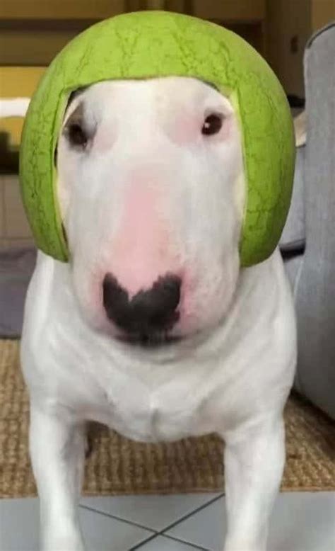 Download Walter The Dog Watermelon Helmet Wallpaper