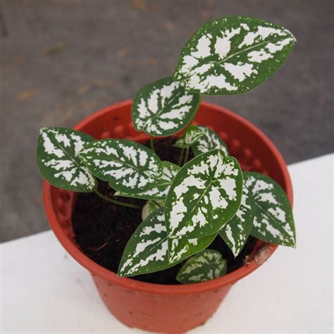 A Potted Plant With White And Green Leaves