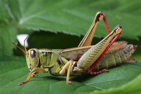 Grasshopper Insect Wallpapers Hd Desktop And Mobile Backgrounds