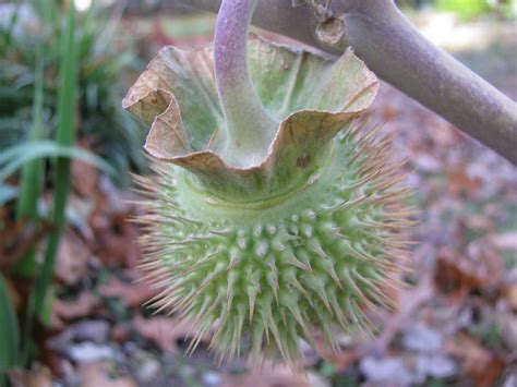 Angels Trumpet Seed Pod Flickr Photo Sharing