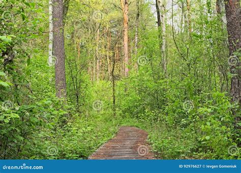 Old Wooden Footpath In A Dense Forest Volyn Region Stock Image Image