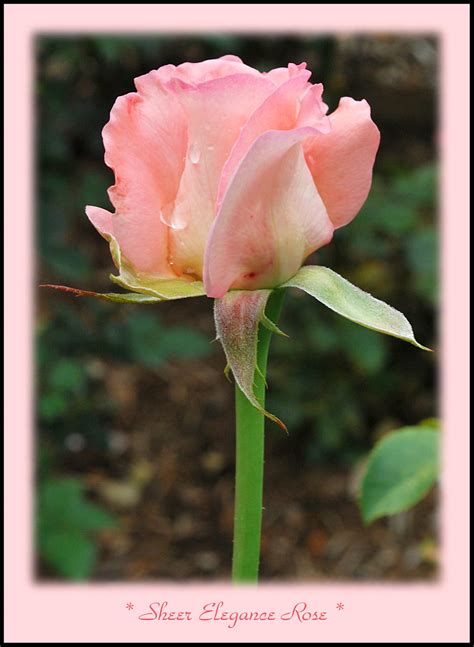 Sheer Elegance Rose Seen On The 2009 Ypsilanti Garden Tour Flickr