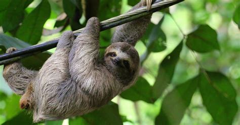 El perezoso (orden pilosa) es un mamífero arbóreo que parece muy simple, pero que reúne varias de las características más asombrosas dentro del reino animal. Coopesantos blinda el cableado para evitar que perezosos ...
