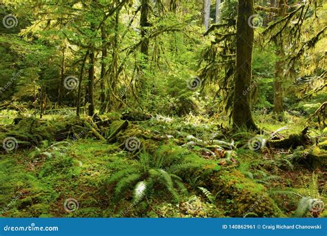 Pacific Northwest Rainforest Stock Image Image Of Exterior Landscape
