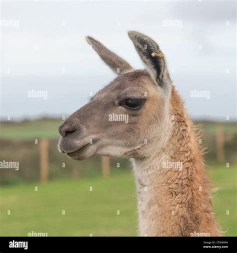 Llama Side Profile Hi Res Stock Photography And Images Alamy