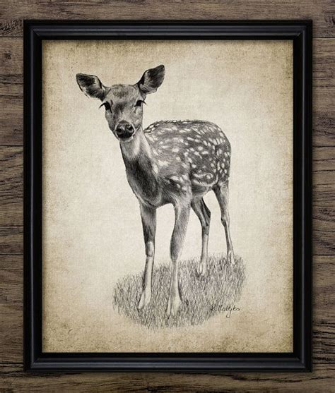 Fawn Deer Pencil Drawing Printable Deer Drawing Baby Deer Etsy Deer