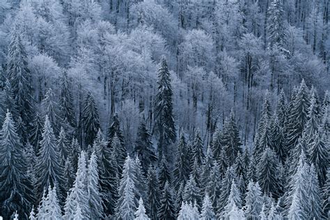 Wallpaper Forest Trees Aerial View Snowy Frost Winter Hd