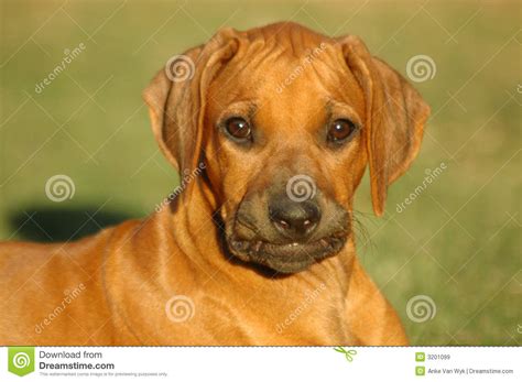 Smiling Puppy Stock Image Image Of Doggy Animal Carnivore 3201099