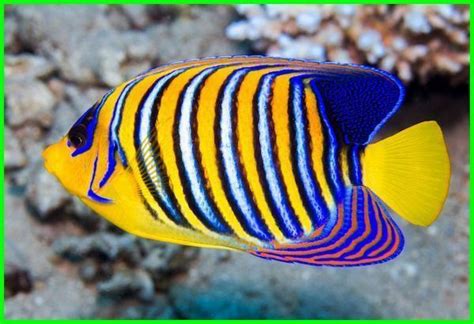 Secara gratis bisa anda download dan unduh sesuai pilihan kesukaan sobat di atas merupakan beberapa jenis gambar ikan kartun lucu yang sobat cari berdasarkan nama ikan. 12 Hewan Laut yang Cantik, Begitu Indah Memesona | Animals ...