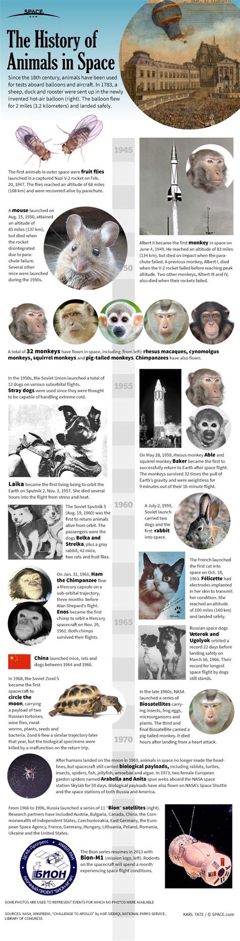 Howstuffworks looks at why fruit flies were the first animals sent into outer space. Mice, Flies, Cats, Dogs and Monkeys: The History of ...
