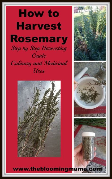 This will ensure that the plant has established itself well enough for the year to be able to tolerate being harvested. How to Harvest Rosemary -- Step by step harvesting guide ...