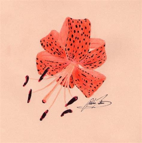 Lilies Drawing Flower Drawing Flower Art Watercolor Mixing