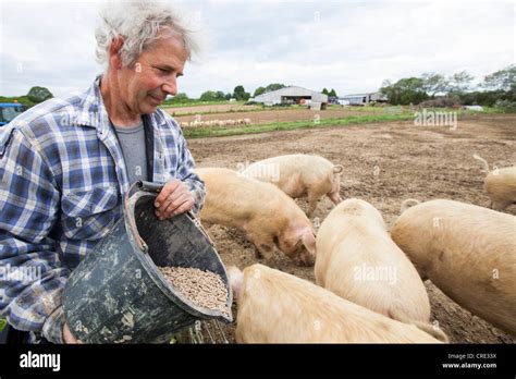 A Farmer Feeding Organic Middle White Pigs At Washingpool Farm In